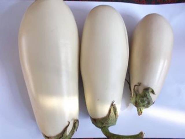 Eggplant variety without seeds inside