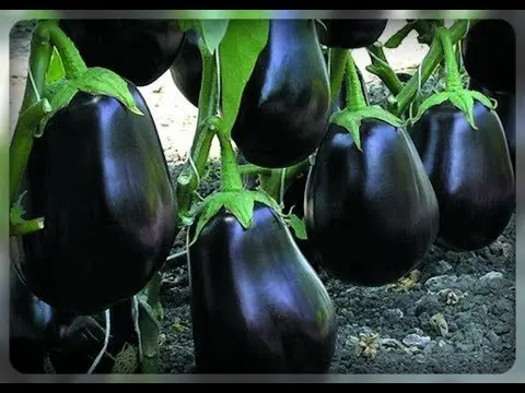 Eggplant variety without seeds inside