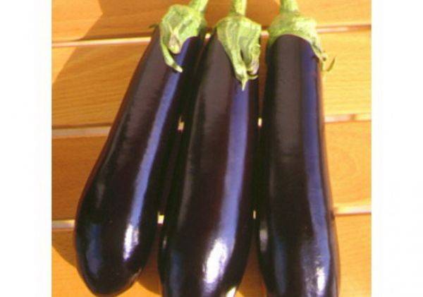 Eggplant variety without seeds inside