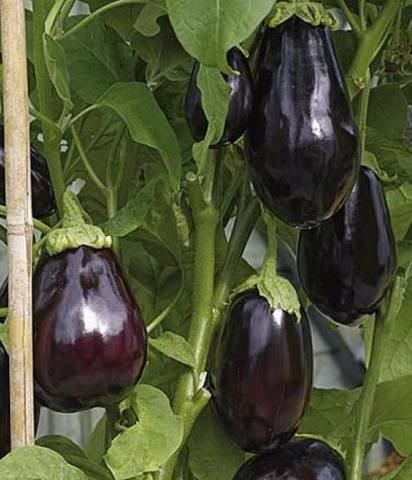 Eggplant variety without seeds inside