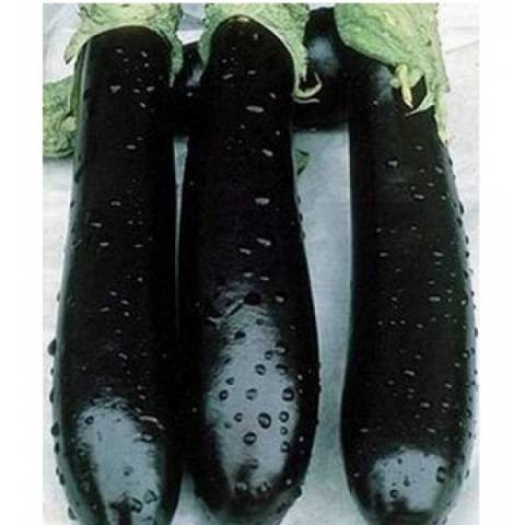 Eggplant variety without seeds inside