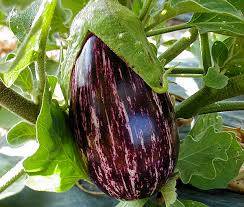 Eggplant variety without seeds inside