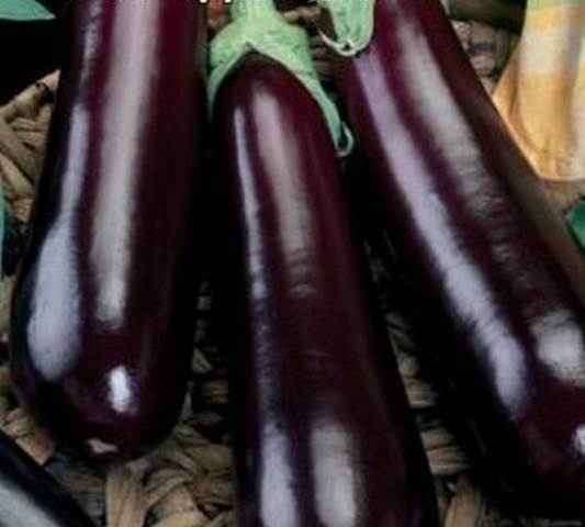 Eggplant variety without seeds inside