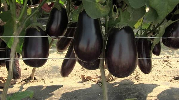 Eggplant variety without seeds inside