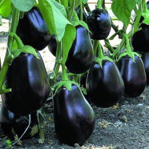 Eggplant Vikar