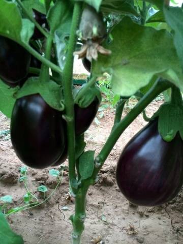 Eggplant Vikar