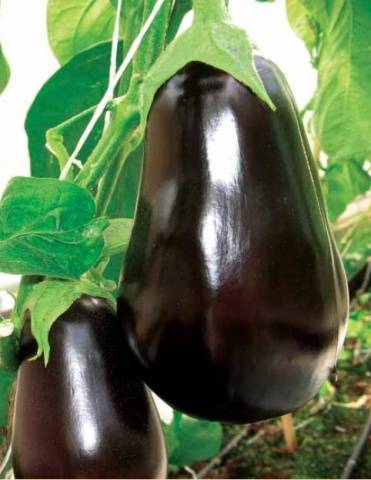 Eggplant Vikar