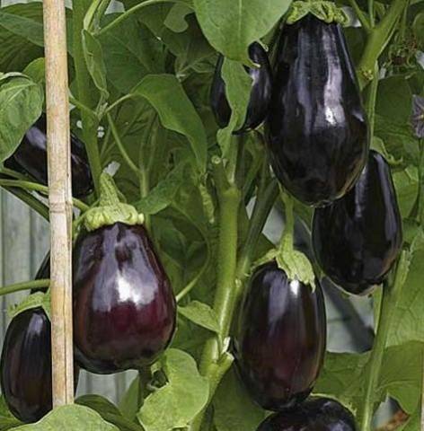 Eggplant Vikar