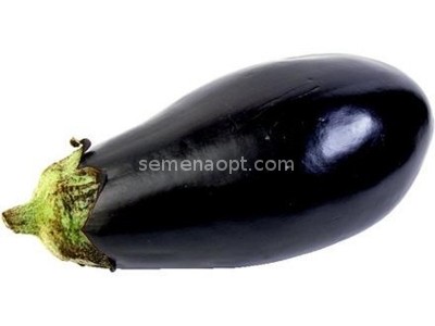 Eggplant Vikar