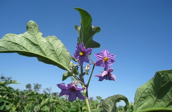 Eggplants bloom, but there is no ovary - what to do and why this happens