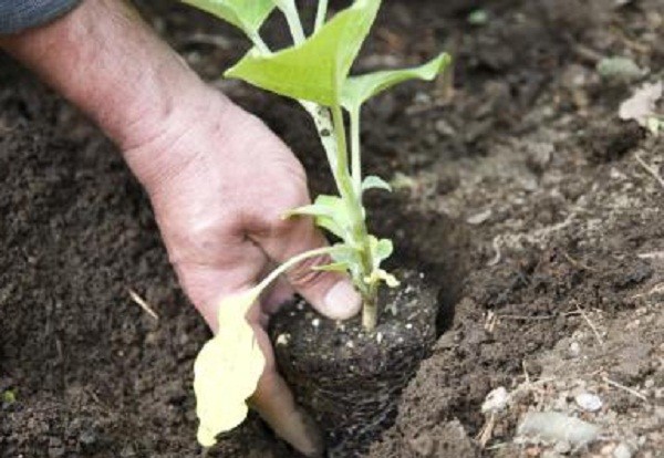 Eggplants bloom, but there is no ovary - what to do and why this happens