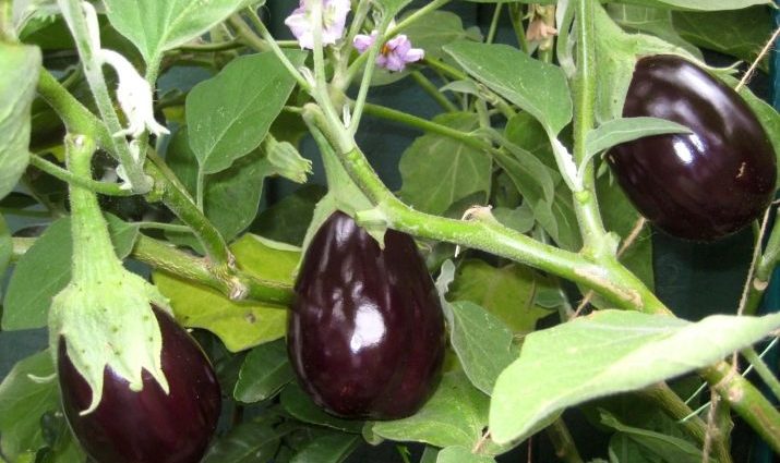 Eggplants bloom, but there is no ovary &#8211; what to do and why this happens