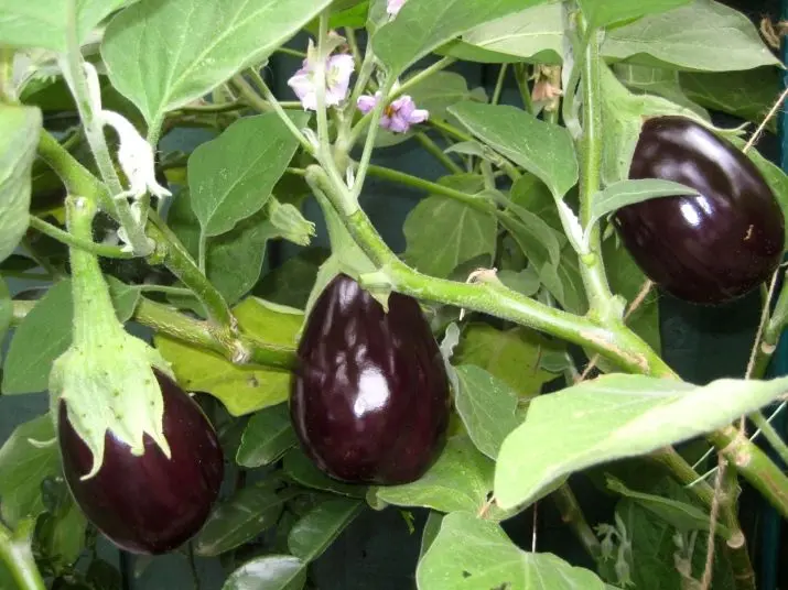 Eggplants bloom, but there is no ovary &#8211; what to do and why this happens