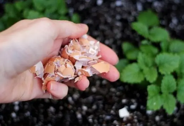 Eggshell as a fertilizer for the garden: what is useful