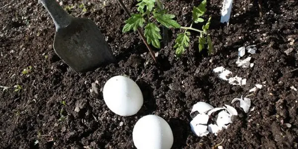 Eggshell as a fertilizer for the garden: what is useful