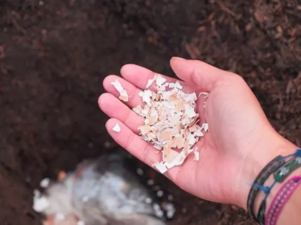 Eggshell as a fertilizer for the garden: what is useful