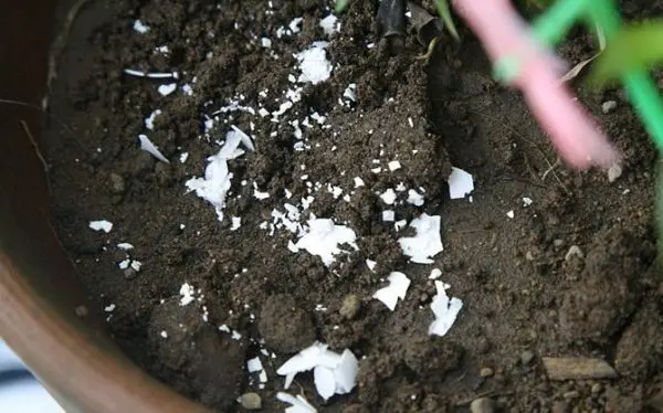 Eggshell as a fertilizer for the garden: what is useful