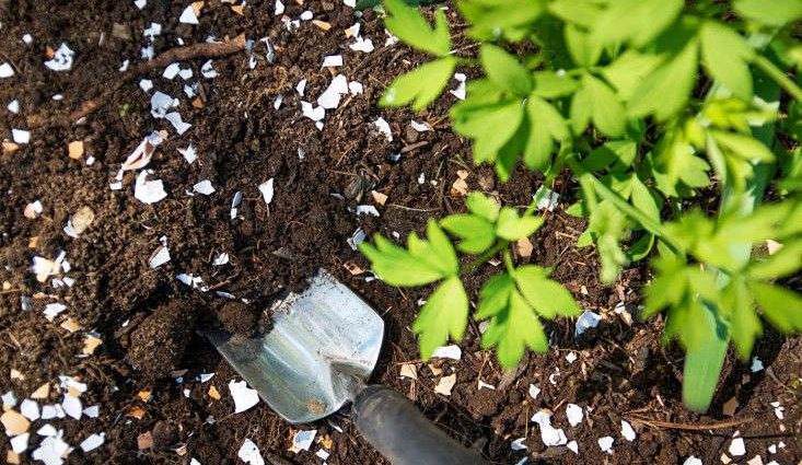 Eggshell as a fertilizer for the garden: what is useful