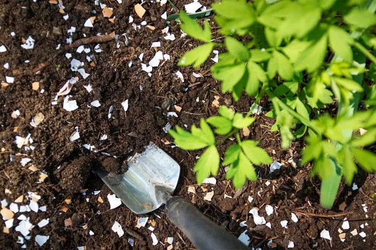 Eggshell as a fertilizer for the garden: what is useful