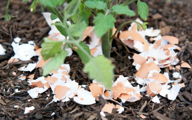 Eggshell: use for vegetable garden or garden, for indoor plants