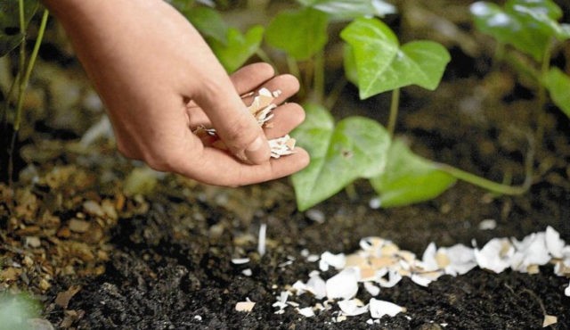 Eggshell: use for vegetable garden or garden, for indoor plants