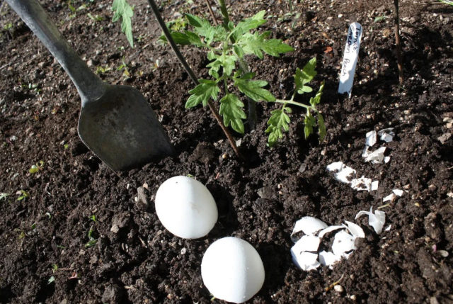 Eggshell: use for vegetable garden or garden, for indoor plants