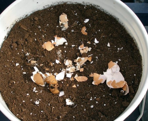 Eggshell: use for vegetable garden or garden, for indoor plants