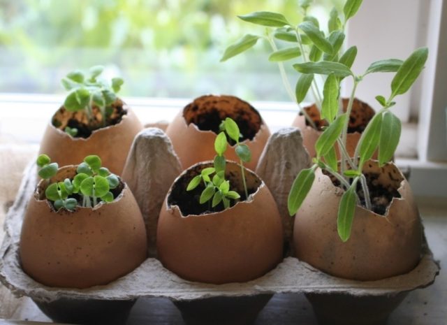 Eggshell: use for vegetable garden or garden, for indoor plants