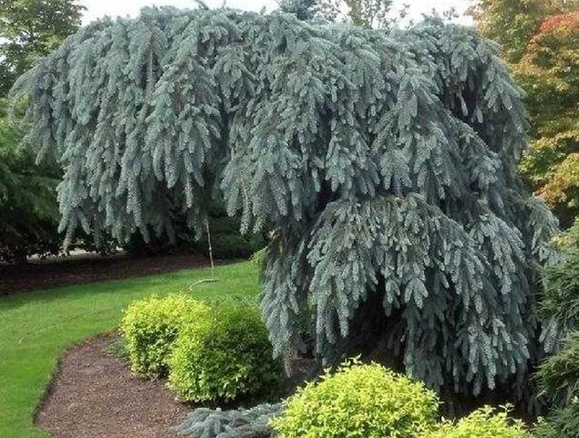 El Glauca Pendula