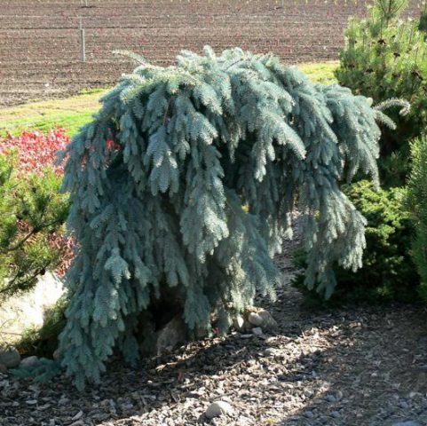 El Glauca Pendula