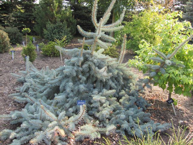 El Glauca Pendula