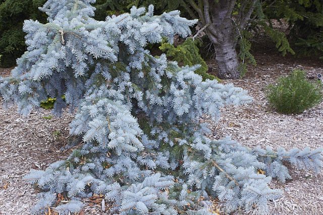 El Glauca Pendula