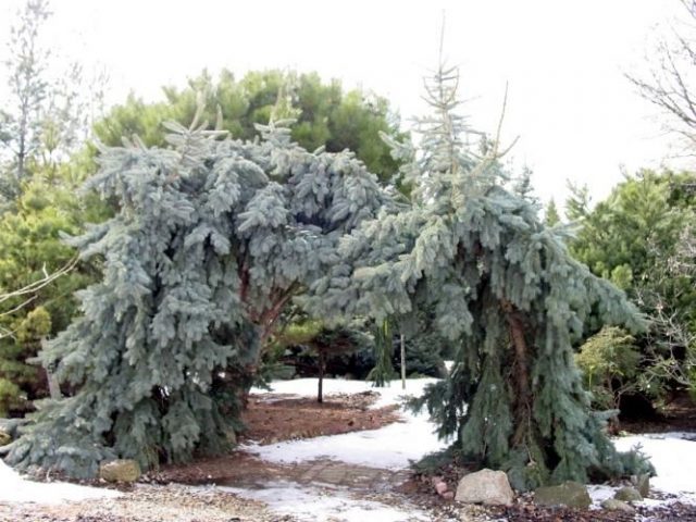 El Glauca Pendula