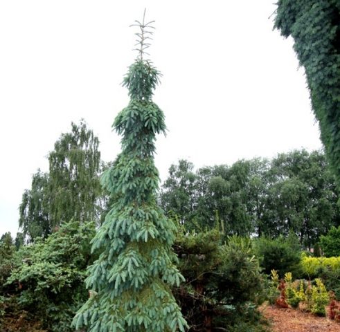 El Glauca Pendula