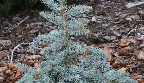 El Glauca Pendula