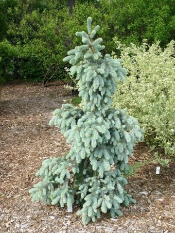 El Glauca Pendula