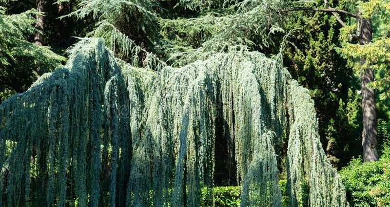 El Glauca Pendula