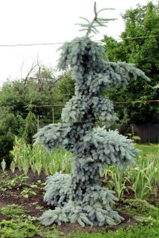 El Glauca Pendula