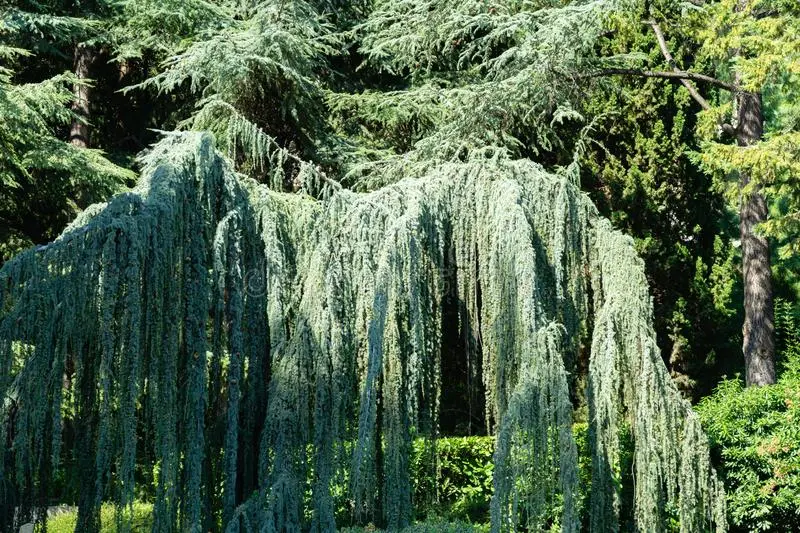 El Glauca Pendula