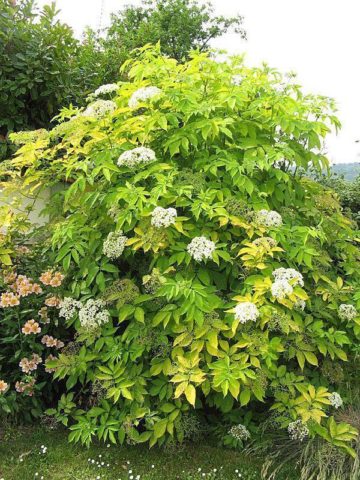 Elderberry Aurea