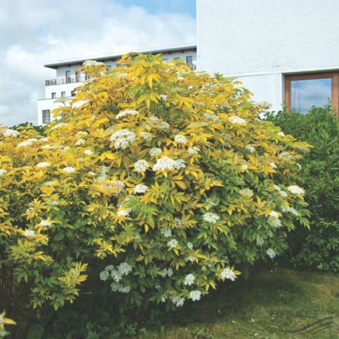 Elderberry Aurea