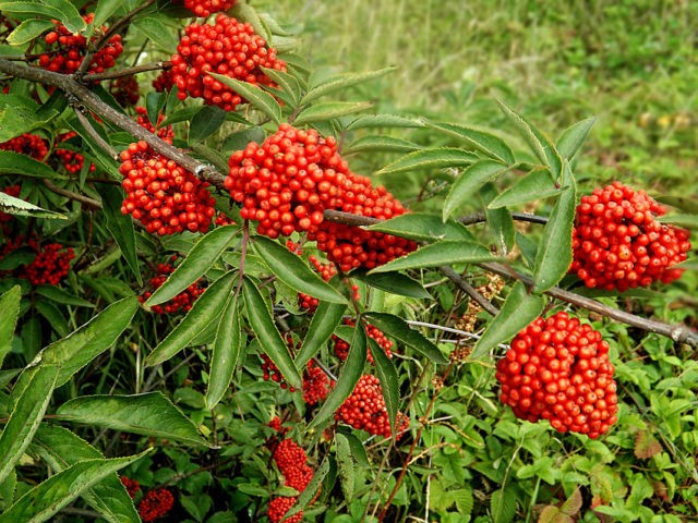 Elderberry Aurea