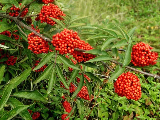 Elderberry Aurea