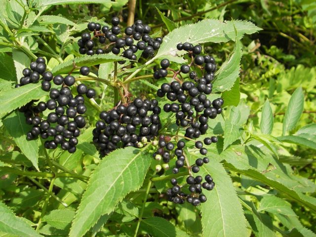 Elderberry Aurea