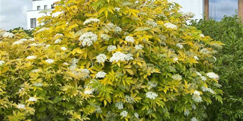 Elderberry Aurea