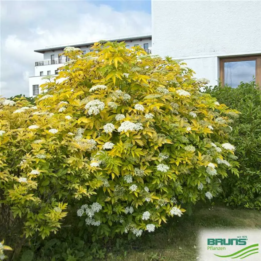 Elderberry Aurea