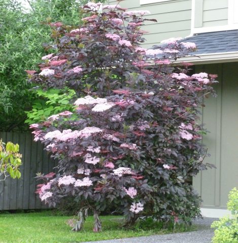 Elderberry Black Beauty (Black Beauty): planting and care