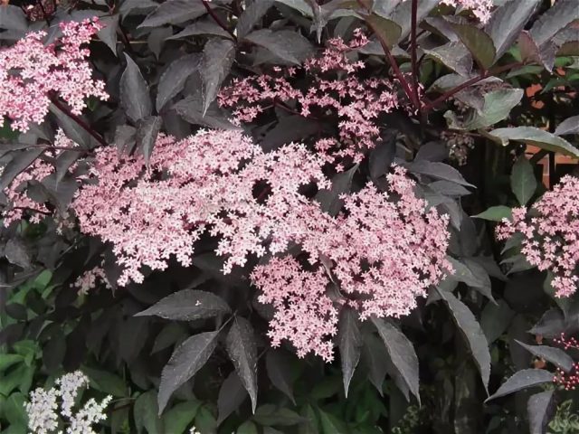 Elderberry Black Beauty (Black Beauty): planting and care