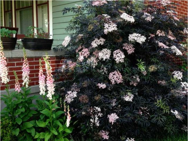 Elderberry Black Beauty (Black Beauty): planting and care