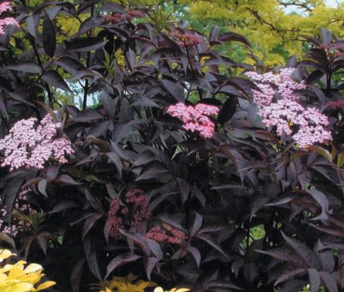 Elderberry Black Beauty (Black Beauty): planting and care